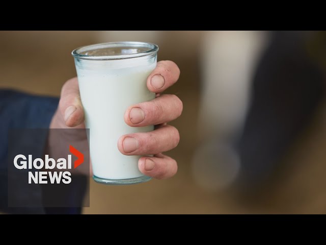 ⁣Avian flu: US sees sales of raw milk jump amid outbreak, but what are the risks?
