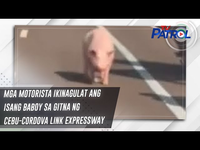 ⁣Mga motorista ikinagulat ang isang baboy sa gitna ng Cebu-Cordova Link Expressway | TV Patrol