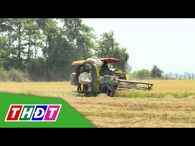 ⁣Nông dân Đồng Tháp rộn ràng thu hoạch lúa Hè thu | THDT