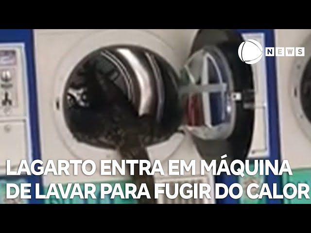 ⁣Lagarto entra em máquina de lavar para fugir do calor