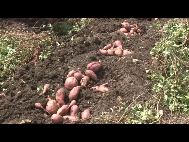 Plans underway to export sweet potatoes to UK