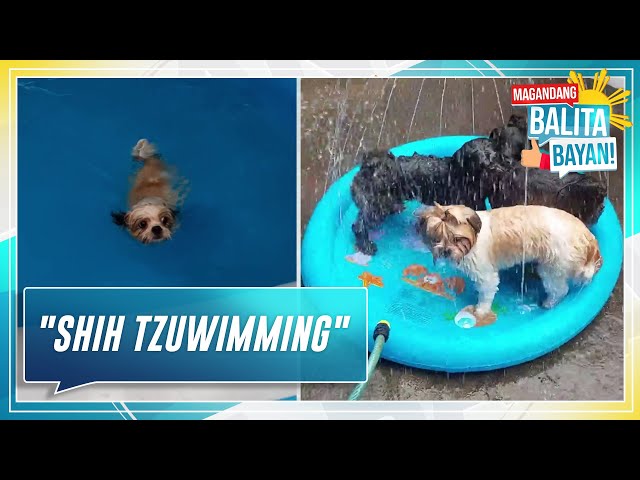 ⁣Magandang Balita, Bayan: "Shih Tzuwimming"
