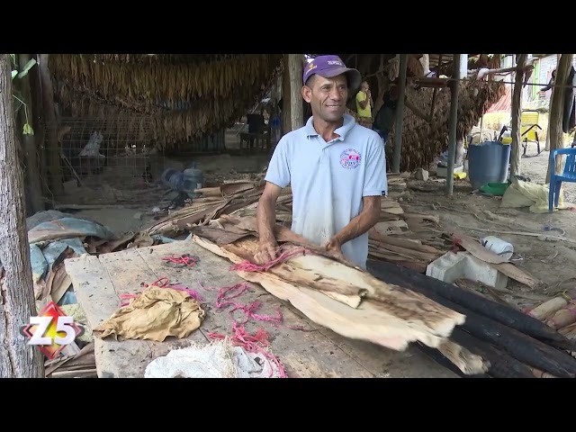 ⁣Productores de tabaco en Azua a punto de desaparecer | Zona 5