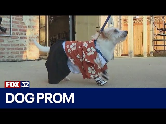 ⁣Pups take part in sixth annual dog prom event