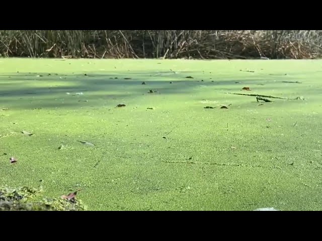 ⁣Toxic algae bloom impacts Southern California lakes