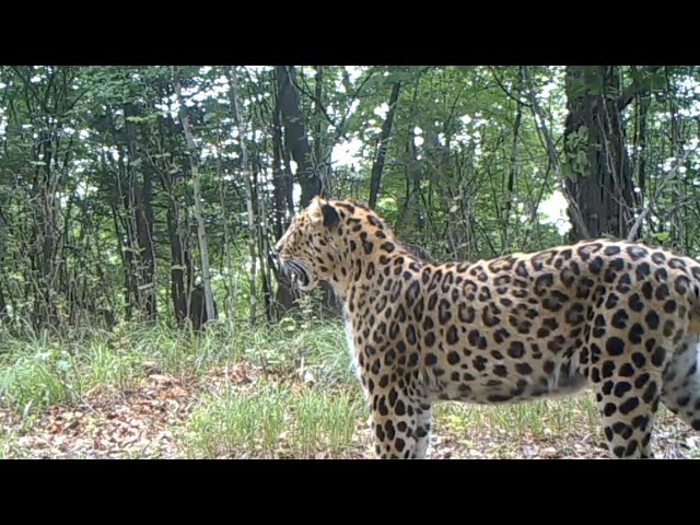 ⁣Siberian tigers, Amur leopards flourish in NE China's national park