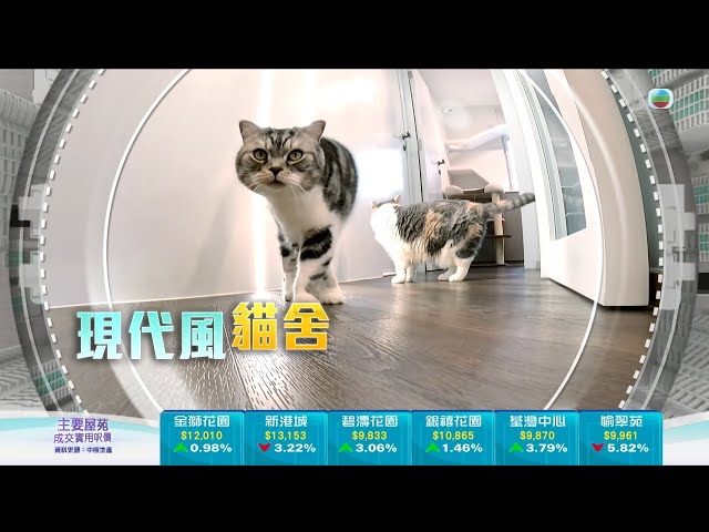 ⁣TVB今日有樓睇｜2024年5月17日｜現代風貓舍｜室內設計｜樓盤