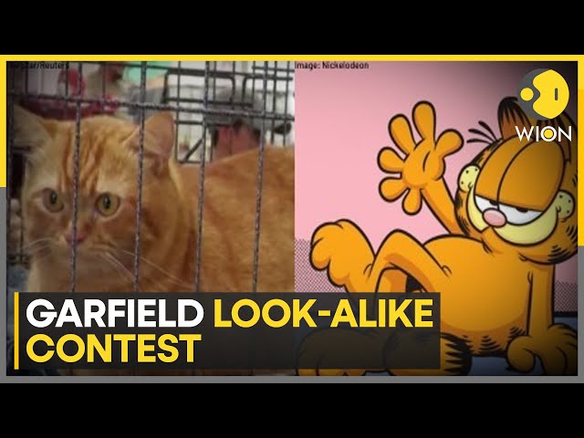 ⁣Hara cat wins Garfield look-alike competition | Trending News | WION