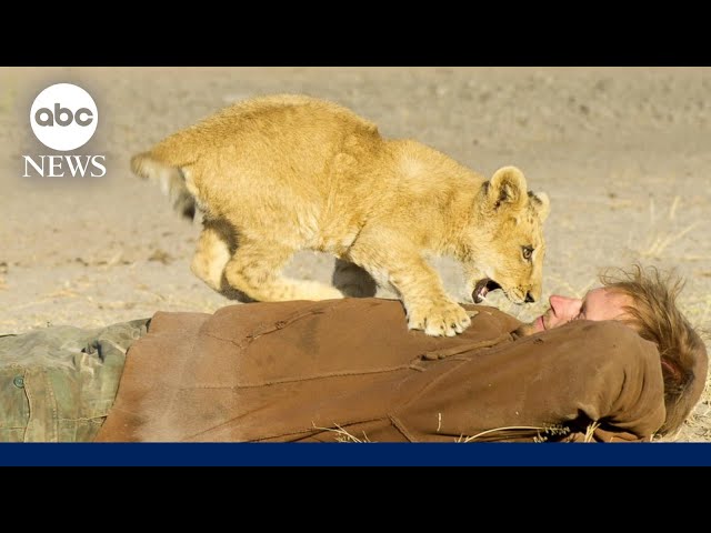 ⁣Living with a lion: Conservationist rescued and raised cub