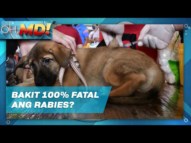 ⁣Oh, MD!: Paano maiwasang ikamatay ang rabies?