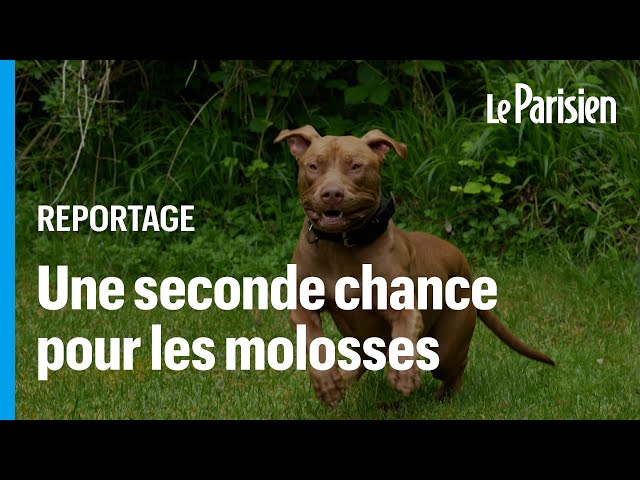 Les Crazy dogs, le refuge qui aime les chiens « méchants » laissés-pour-compte