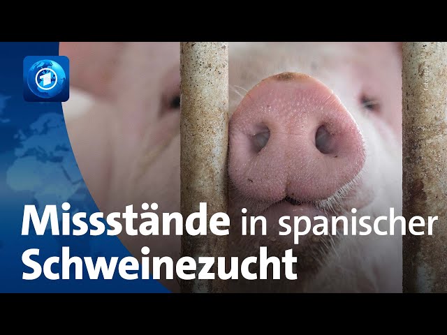 ⁣ARD-Recherche: Missstände in spanischer Schweinezucht