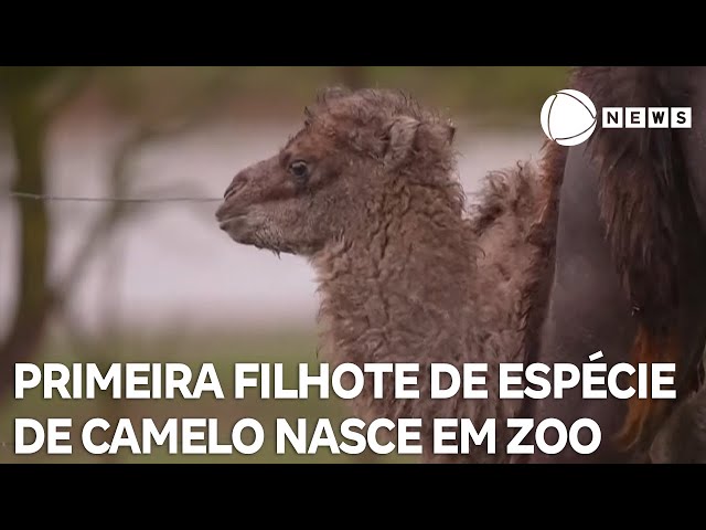 ⁣Primeira filhote de "camelo-bactriano" nasce em zoológico após 8 anos