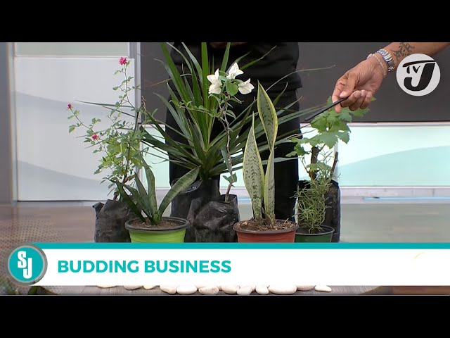 ⁣Budding Business | TVJ Smile Jamaica