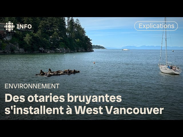 ⁣Des otaries dans la baie de Garrow à West Vancouver
