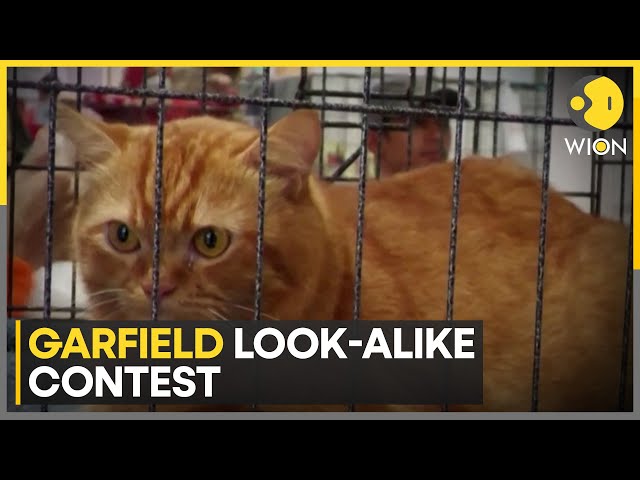 ⁣Garfield look-alike contest: 4-year-old Ginger cat named Hara triumphs over competition | WION