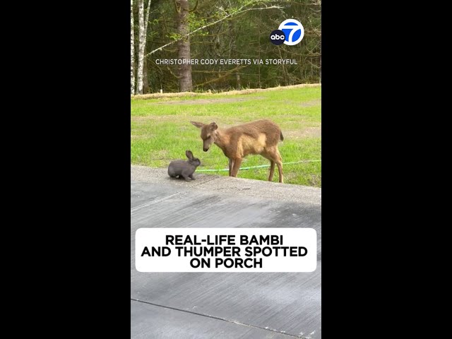 ⁣Real-life Bambi and Thumper visit Oregon home