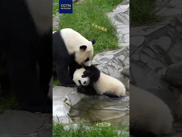 ⁣Забавный момент из жизни панд