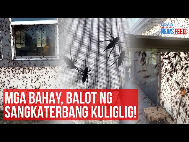 ⁣Mga bahay, balot ng sangkaterbang kuliglig! | GMA Integrated Newsfeed