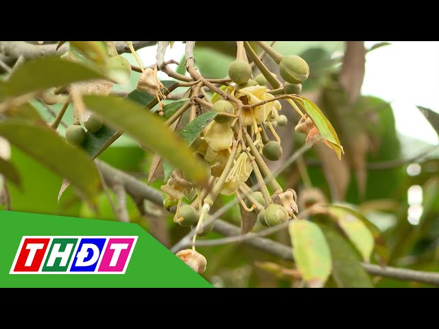 ⁣Chăm sóc vườn sầu riêng sau thu hoạch | THDT