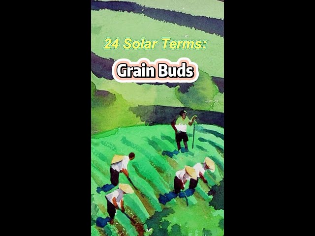 ⁣24 Solar Terms: Grain Buds