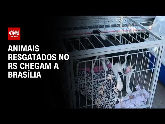 ⁣Animais resgatados no RS chegam a Brasília | LIVE CNN