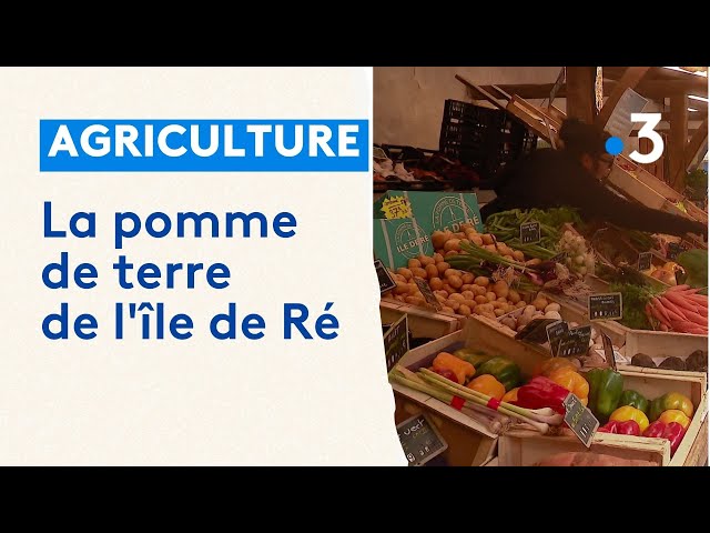 ⁣La pomme de terre de l'île de Ré, une des stars des étales des marchés français