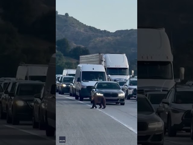 ⁣Traveling bear stops motorists on a busy freeway #Shorts