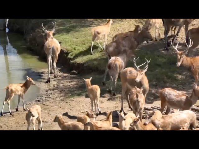 Cuteness alert: Peak milu calving season is here!