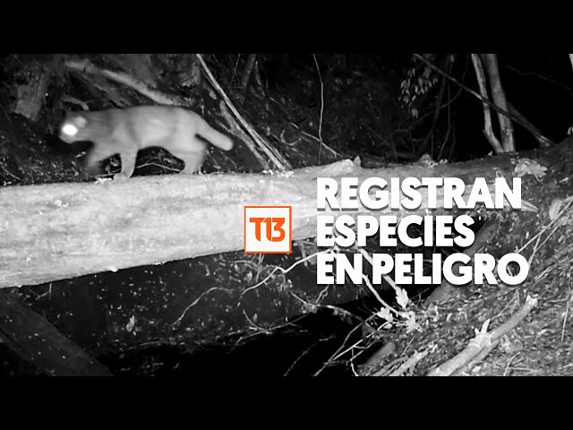 ⁣Monitoreo en Hacienda Puchegüín (Cochamó) registró tres especies nativas en peligro de conservación