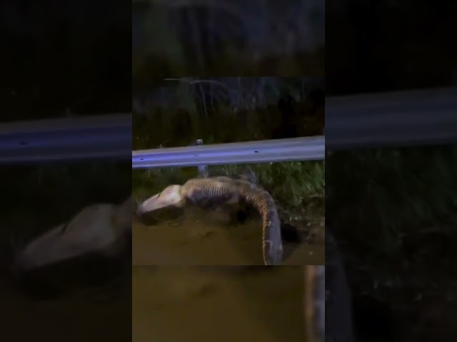 ⁣Watch: Huge alligator attempts a big death roll #Shorts
