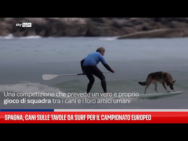 ⁣Spagna, cani sulle tavole da surf per il campionato europeo