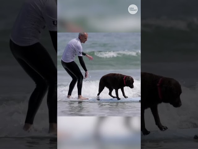 ⁣Surfers, fur pals hit the waves for dog surfing competition #Shorts
