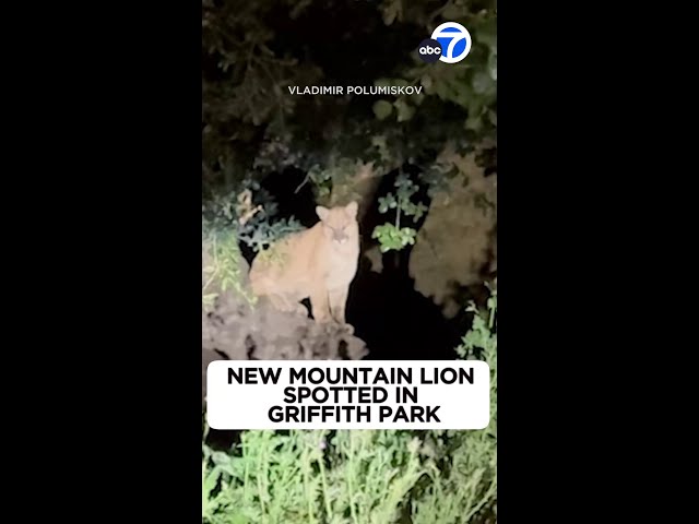 ⁣New mountain lion caught on video in Griffith Park sparks excitement