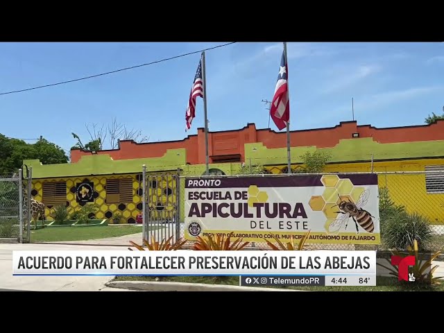 ⁣Abrirán escuela de apicultura en Fajardo