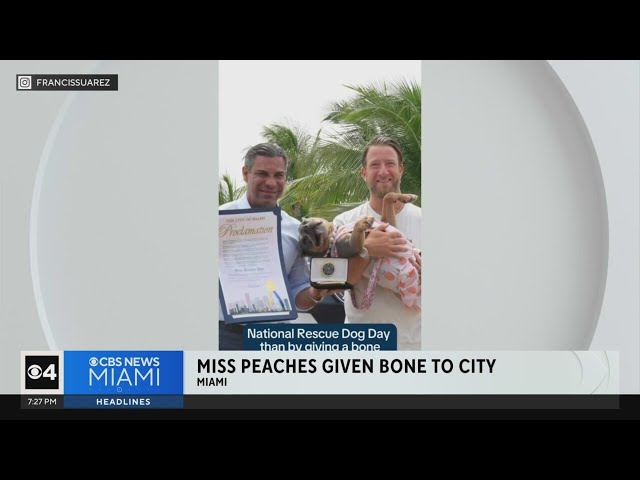 ⁣Dog gets Bone to the City from Miami Mayor Francis Suarez