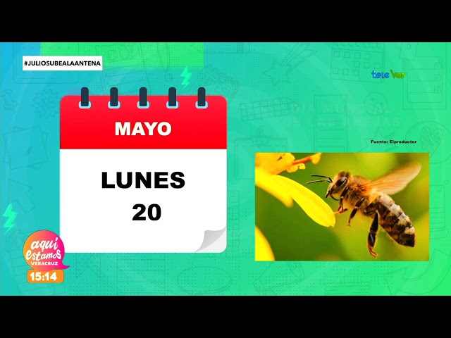 Día mundial de las abejas.