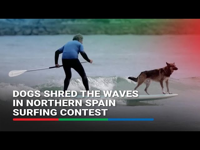 ⁣Dogs shred the waves in northern Spain surfing contest | ABS-CBN News