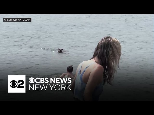 ⁣Caught on video: Man dives into Hudson River to save dog