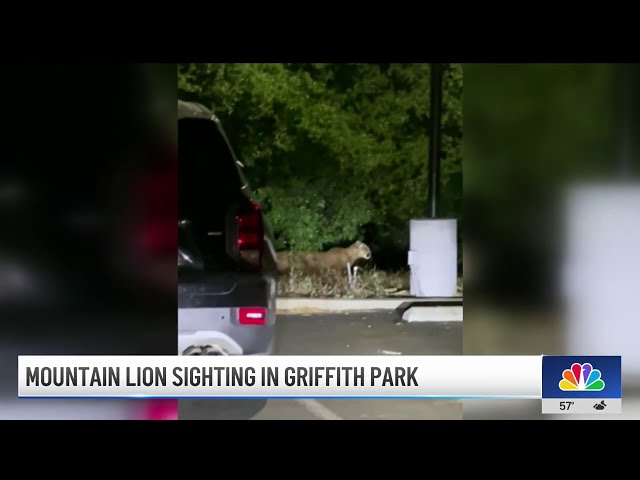 ⁣Mountain lion sighting in Griffith Park