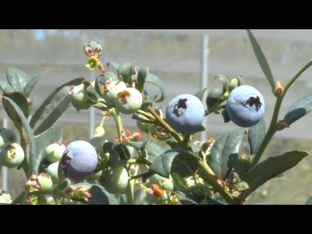 ⁣GLOBALink | Zimbabwean blueberry producers seek access to Chinese market