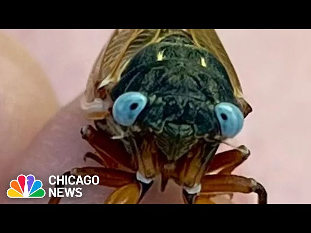 ⁣What are BLUE-EYED cicadas? Rare critter reported in Chicago suburb