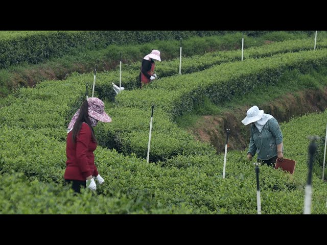 ⁣International Tea Day: Sichuan's tea in high demand overseas
