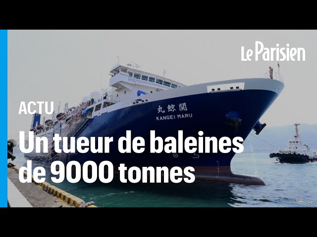 ⁣Japon : le « Kangei Maru », ce nouveau navire-usine parti chasser 200 baleines