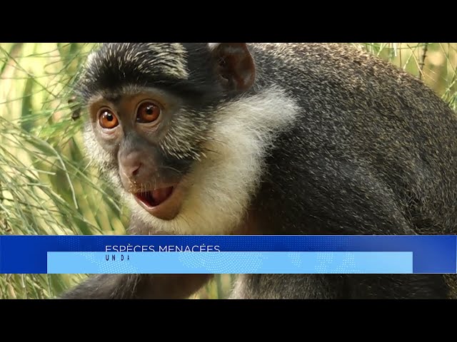 ⁣Espèces menacées: un danger pour la biodiversité