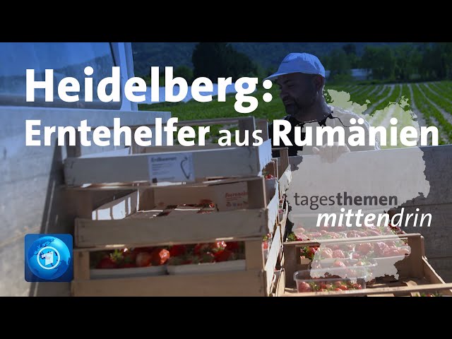 ⁣Heidelberg: Erntehelfer aus Rumänien | tagesthemen mittendrin