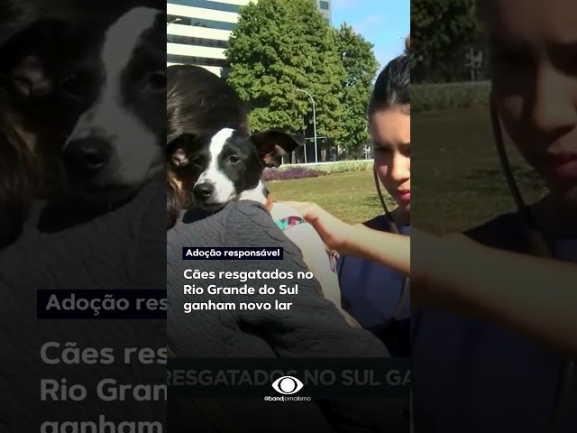⁣Em meio à tragédia, 25 cachorros resgatados nas enchentes foram adotados em Brasília #shorts
