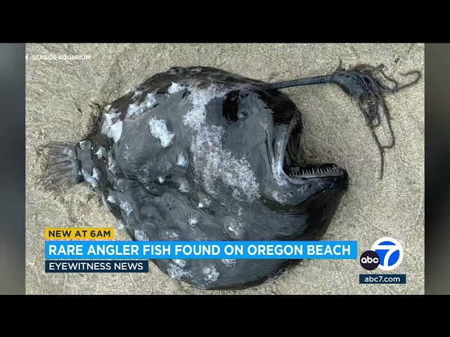 ⁣Rare angler fish washes up on Oregon Beach