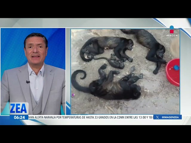 ⁣Investigan la muerte de monos aulladores en Chiapas y Tabasco | Noticias con Francisco Zea