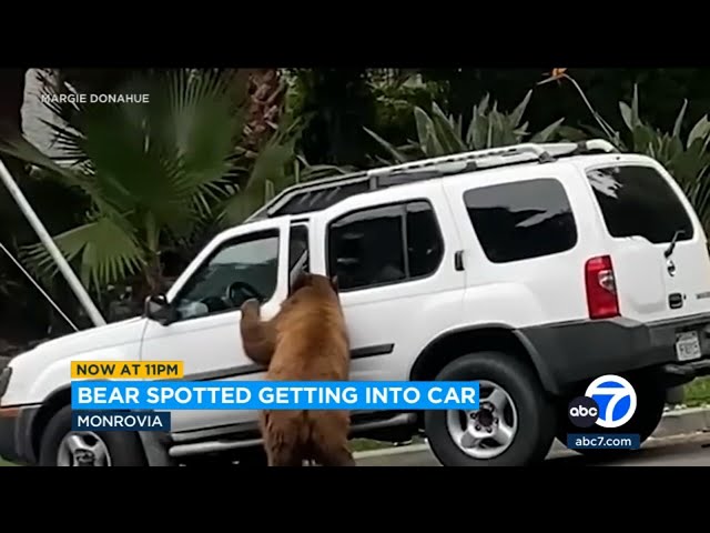 ⁣Bear spotted getting into a car in Monrovia 